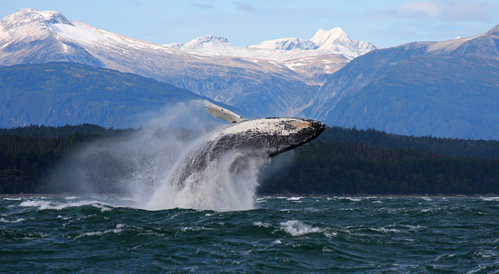 Gallery | Jayleen's Alaska Juneau Whale Watching