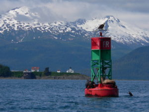 Sea Lions on a Juneau Whale Watching trip
