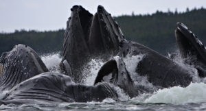 Juneau Whale Watching bubble net feeding