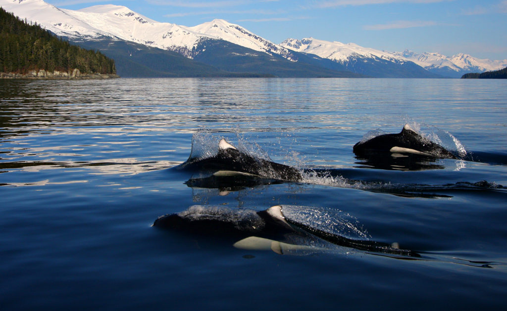 Gallery | Jayleen's Alaska Juneau Whale Watching