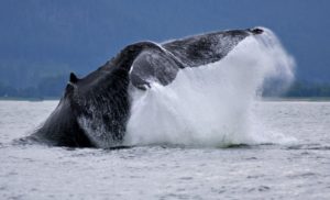 Juneau Whale Watching