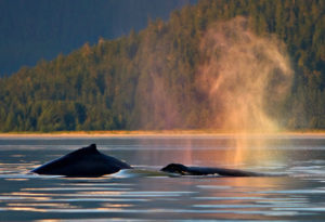 Juneau Whale Watching Spout Picture
