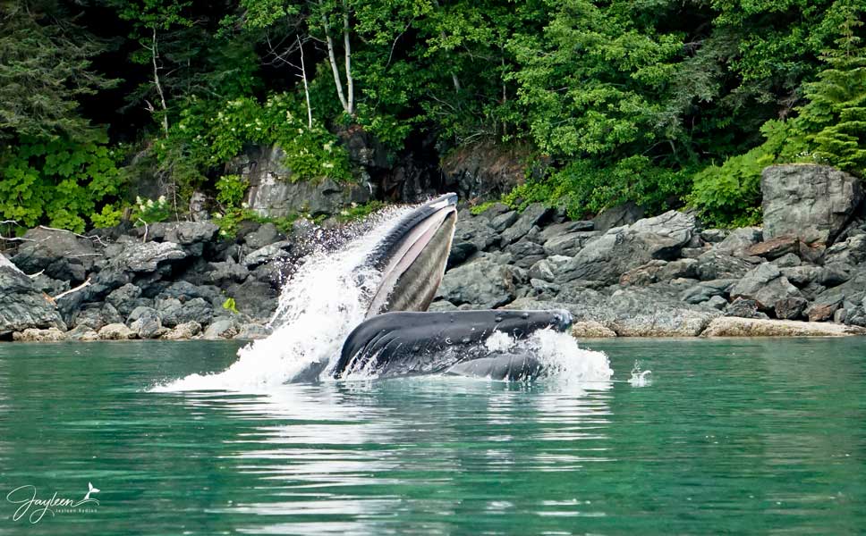 Occasionally we are lucky enough to witness Humpback Whales feeding on small fish called Herring, at the surface of the water--this behavior is called Lunge Feeding and is always special to see. On tours it is uncommon to see this behavior and can usually be seen once or twice a week by captains.