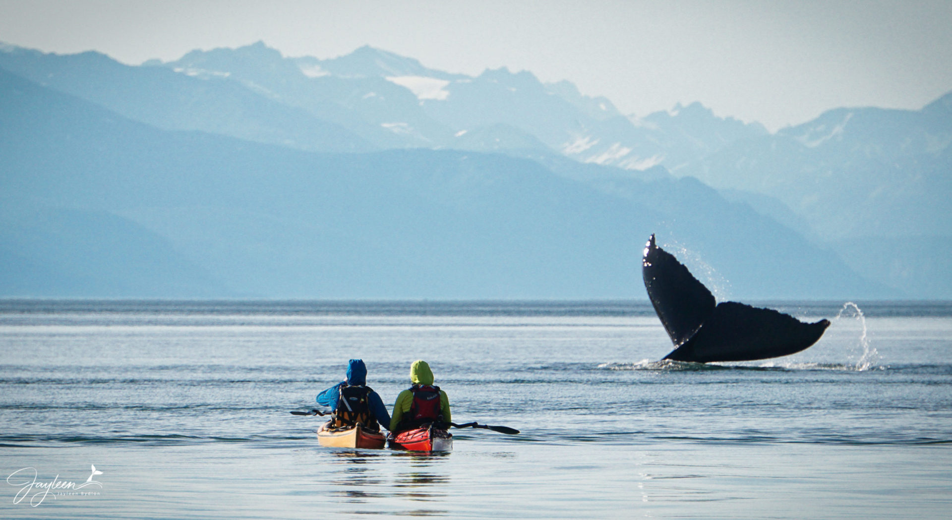 DSC02671 | Jayleen's Alaska Juneau Whale Watching