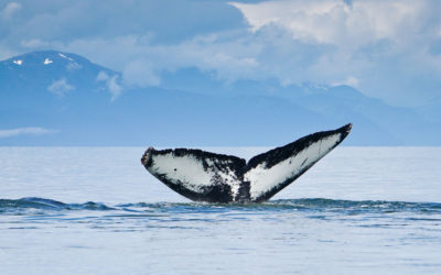 What keeps us busy all winter? Great question!