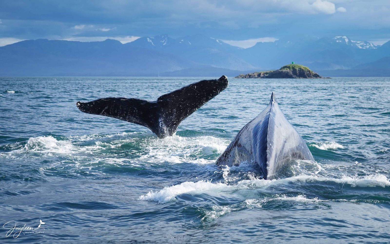 DSC06149 A humpback whale fluke, as it dives, is one of the most common behaviors we see on our tours!